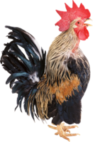 animals & Cock free transparent png image.