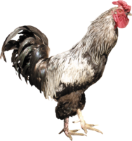 animals & Cock free transparent png image.