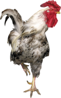 animals & Cock free transparent png image.