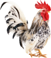 animals & Cock free transparent png image.