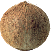 fruits & coconut free transparent png image.