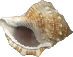 nature&Conch png image.