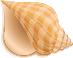 nature & conch free transparent png image.