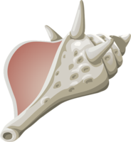 nature & Conch free transparent png image.