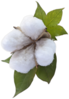 nature & cotton free transparent png image.