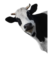 animals & Cow free transparent png image.