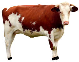 animals & Cow free transparent png image.