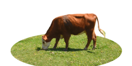 animals & Cow free transparent png image.