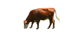 animals & Cow free transparent png image.