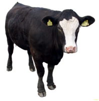 animals & Cow free transparent png image.