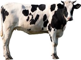 animals & Cow free transparent png image.