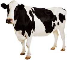 animals & Cow free transparent png image.