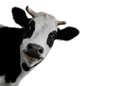 animals & Cow free transparent png image.