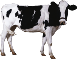 animals & Cow free transparent png image.