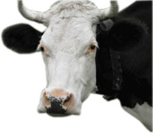 animals & Cow free transparent png image.