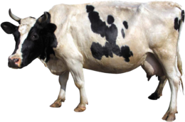 animals & cow free transparent png image.