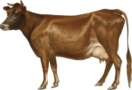 animals & Cow free transparent png image.