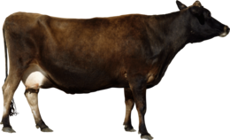 animals & Cow free transparent png image.