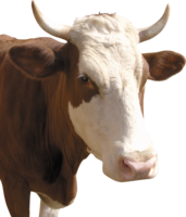 animals & Cow free transparent png image.