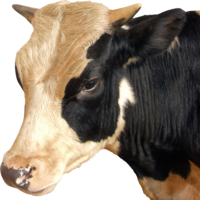 animals & Cow free transparent png image.