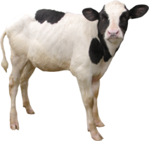 animals & Cow free transparent png image.