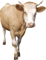 animals & Cow free transparent png image.