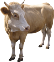 animals & Cow free transparent png image.