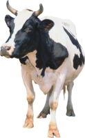 animals & Cow free transparent png image.