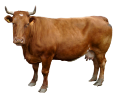 animals & Cow free transparent png image.