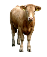 animals & Cow free transparent png image.