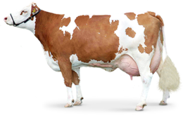 animals & Cow free transparent png image.