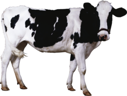 animals & cow free transparent png image.