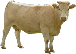 animals & Cow free transparent png image.