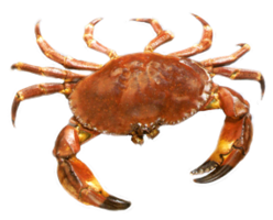 animals & Crab free transparent png image.