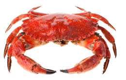 animals & Crab free transparent png image.