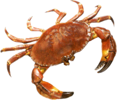 animals & Crab free transparent png image.