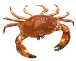 animals & Crab free transparent png image.