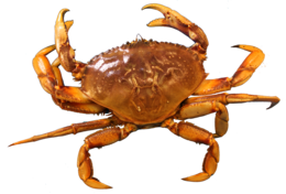 animals & Crab free transparent png image.