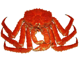 animals & Crab free transparent png image.