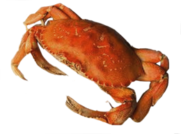 animals & Crab free transparent png image.