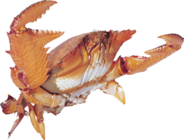 animals & Crab free transparent png image.