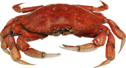 animals & Crab free transparent png image.