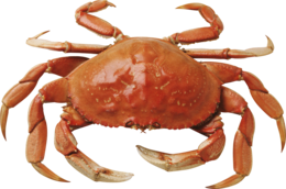 animals & Crab free transparent png image.