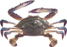 animals & Crab free transparent png image.