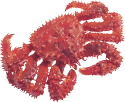 animals & crab free transparent png image.