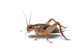 insects & cricket insect free transparent png image.