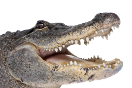 animals & crocodile free transparent png image.