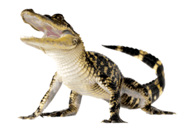 animals & Crocodile free transparent png image.