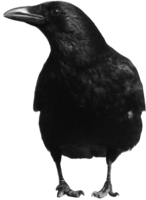 animals & Crow free transparent png image.