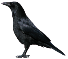 animals & Crow free transparent png image.